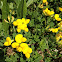 Bird's Foot Trefoil