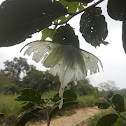 Indian luna moth