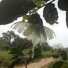 Indian luna moth