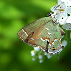 Juniper Hairstreak