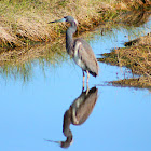 Tricolored Heron