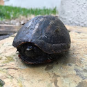 Musk Turtle