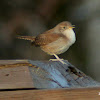 House Wren