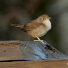 House Wren