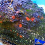七星柴魚博物館