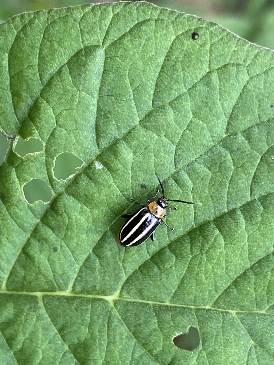 Pigweed flea beetle