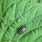 Pigweed flea beetle