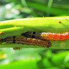 Lily Caterpillar