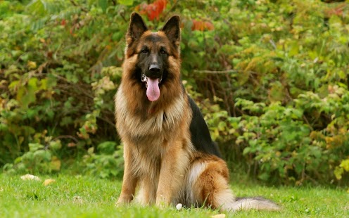 Download German Shepherd Pack 4 LWP APK