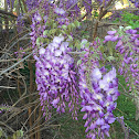 Wisteria