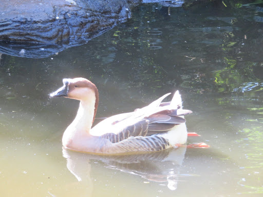 Birds in South Africa 2017