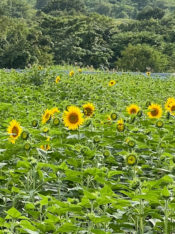 の投稿画像6枚目