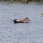 Gadwall; Anade Friso