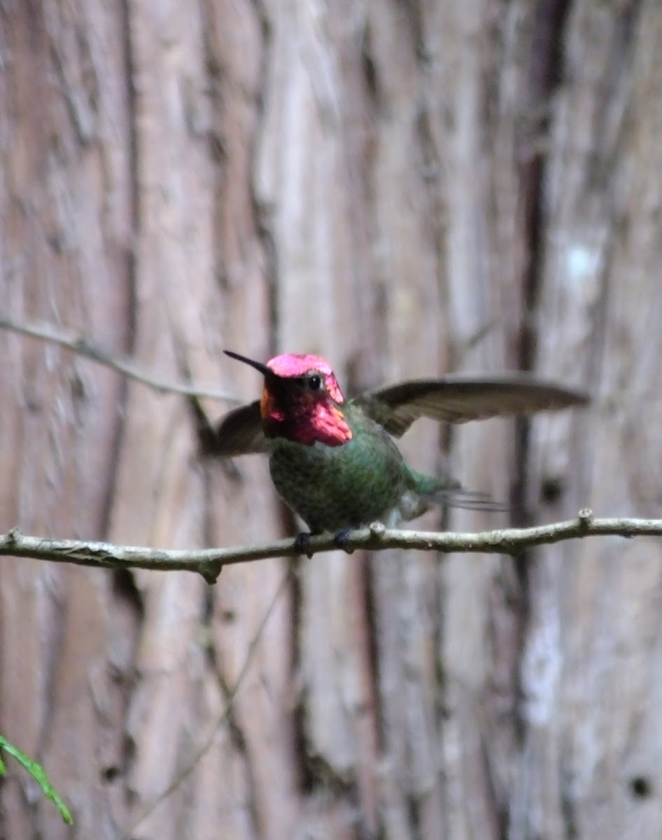 Annas Hummingbird