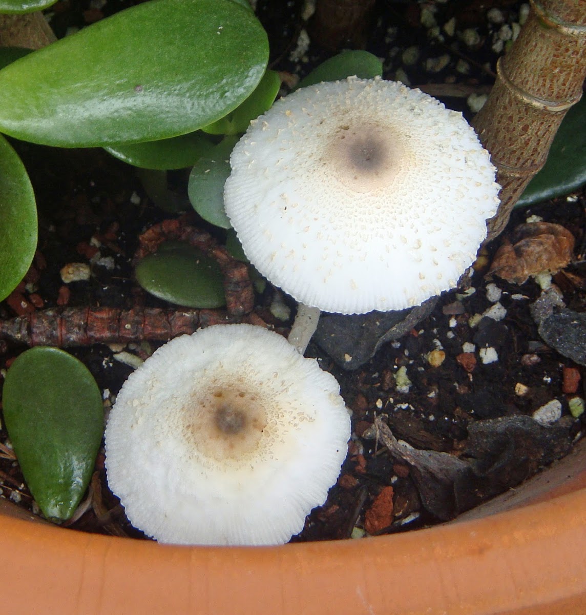 Parasol Mushrooms