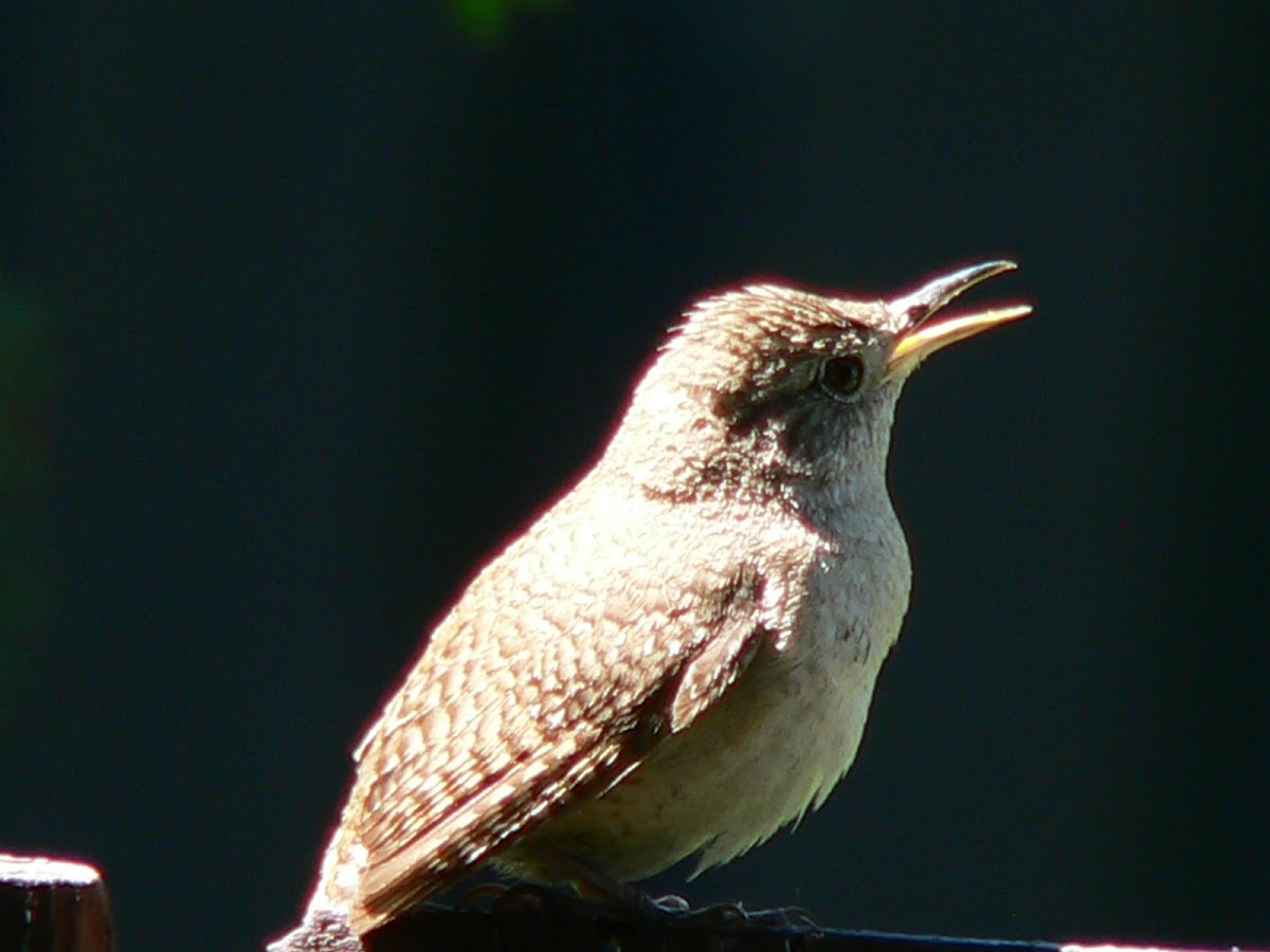 House Wren