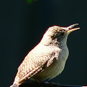 House Wren