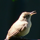 House Wren