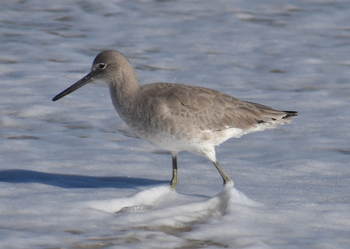 Willet