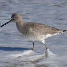 Willet