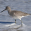 Willet