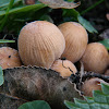 Mica cap,Shiny cap,Glistening inky cap