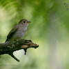 ASIAN BROWN FLYCATCHER