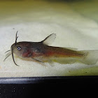 Brown Bullhead Catfish