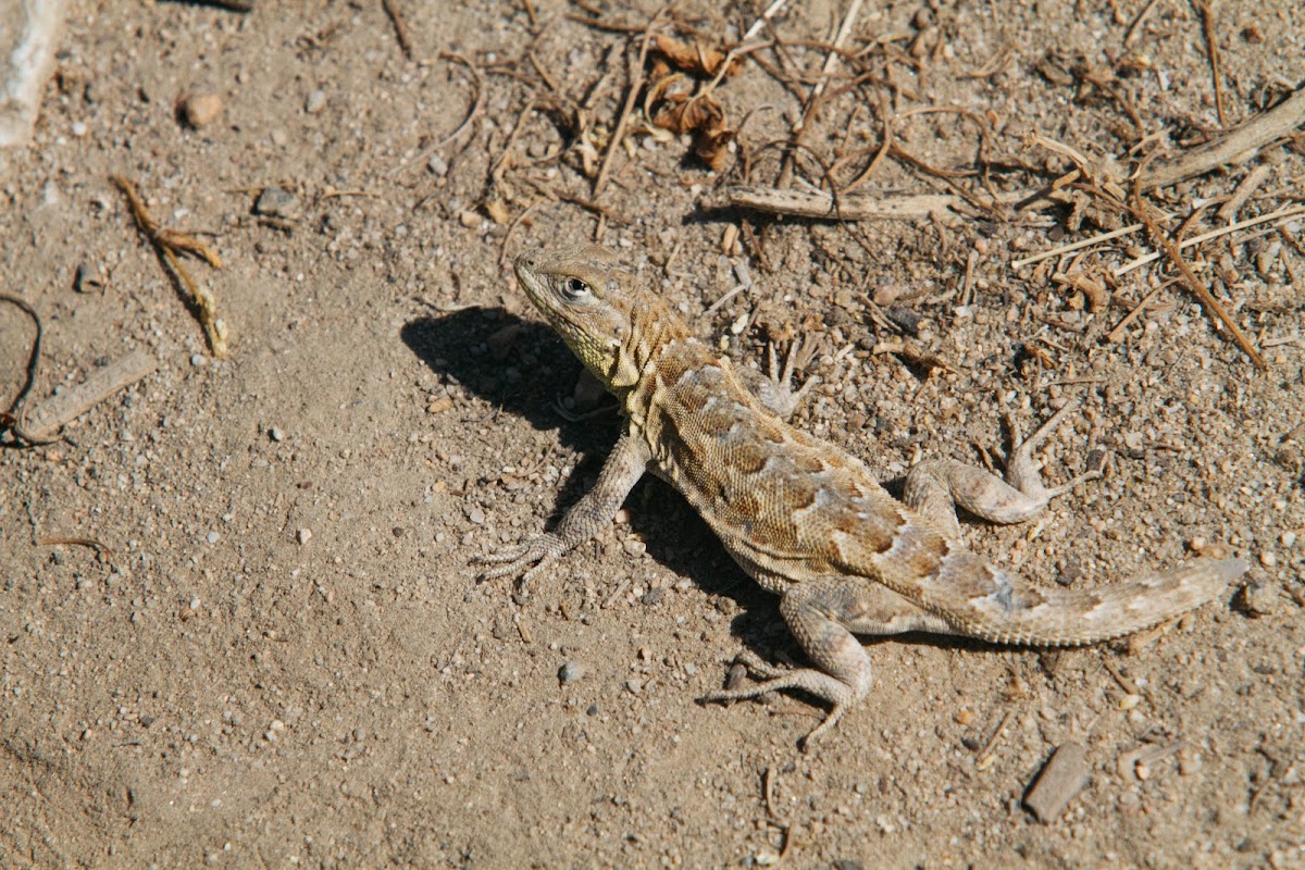 Western side-blotched lizard