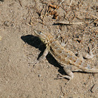 Western side-blotched lizard