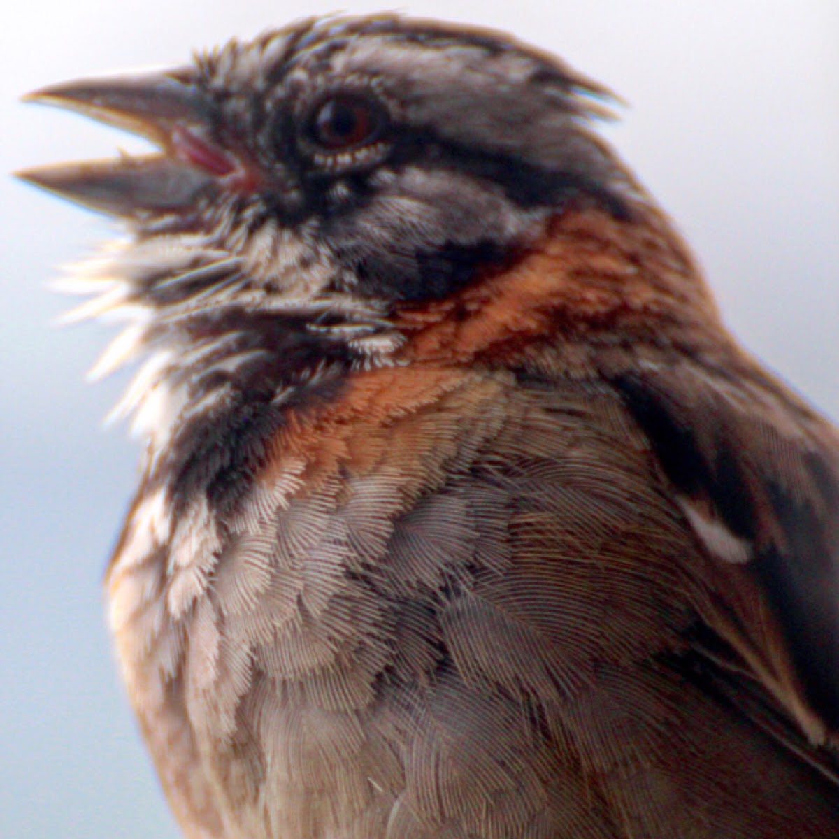 Rufous-collared Sparrow