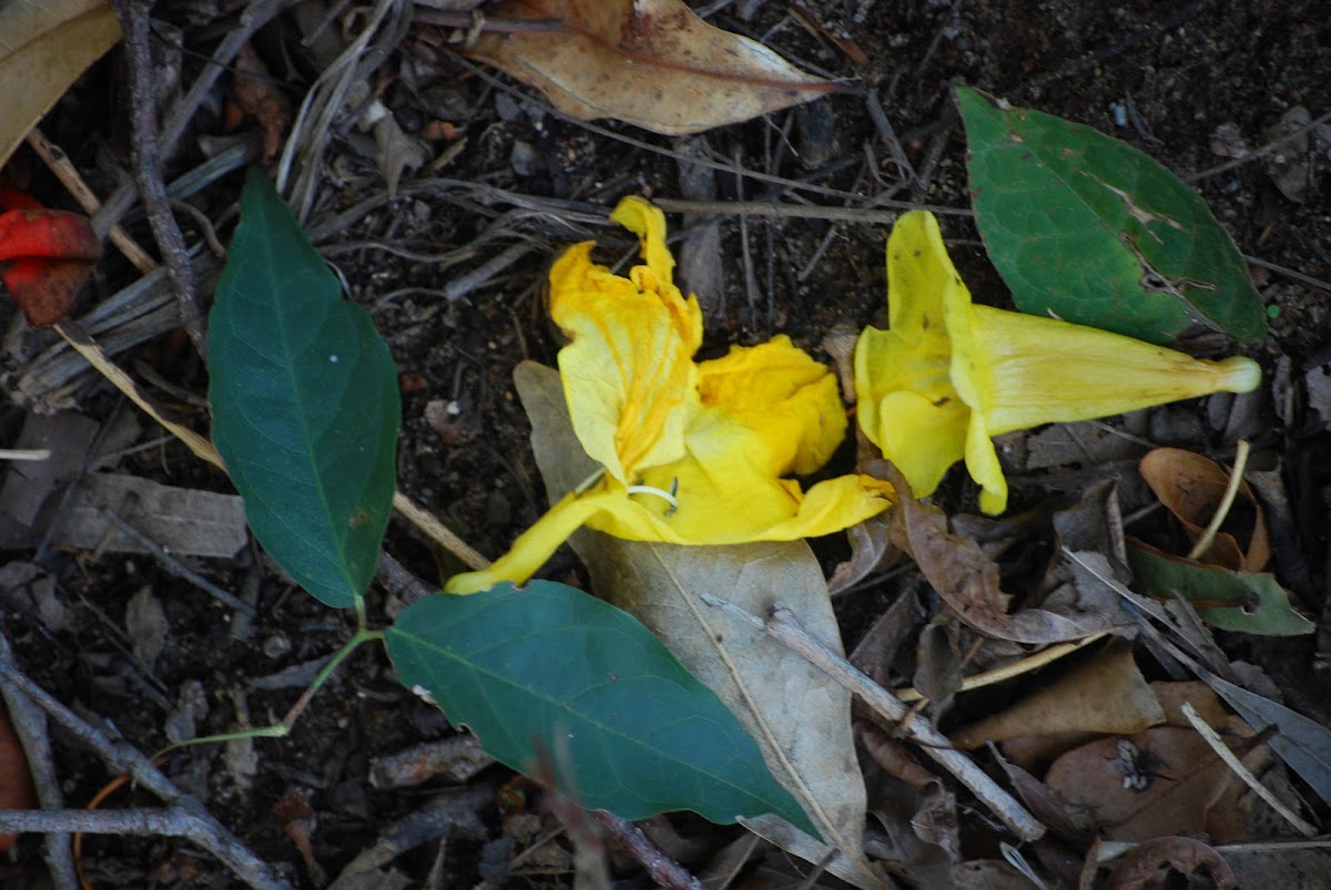 Cat's Claw Creeper