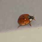 Multicolored Asian Lady Beetle