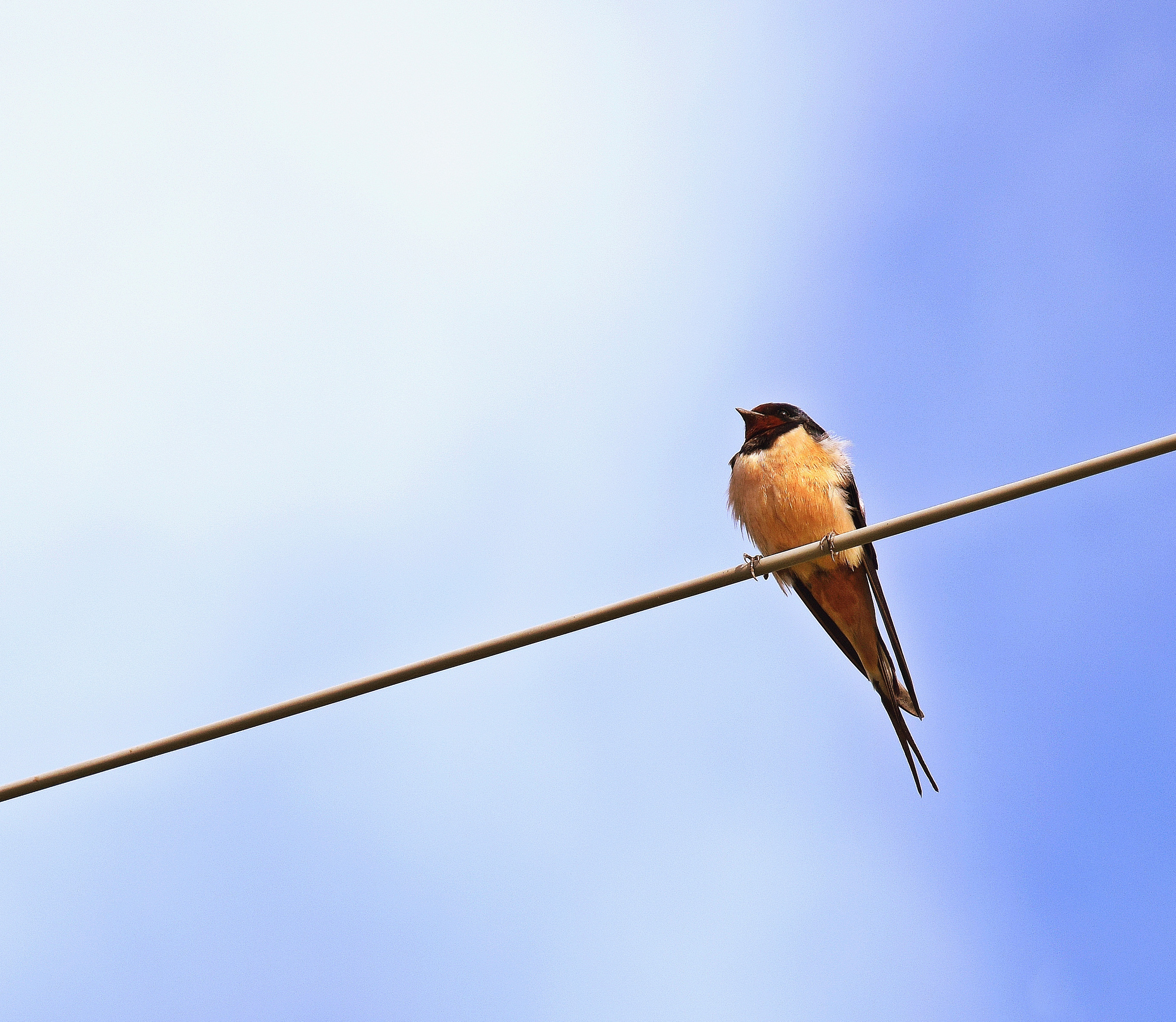  Una hirundo non facit ver di Luciano Fontebasso