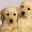 Puppy new tab page pop pet HD wallpaper theme