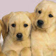 Puppy new tab page pop pet HD wallpaper theme