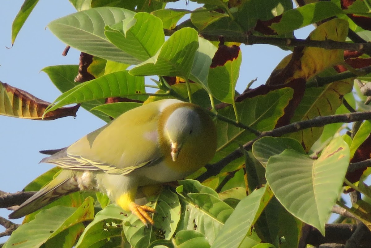 Yellow-footed Green Pigeon