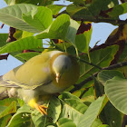 Yellow-footed Green Pigeon