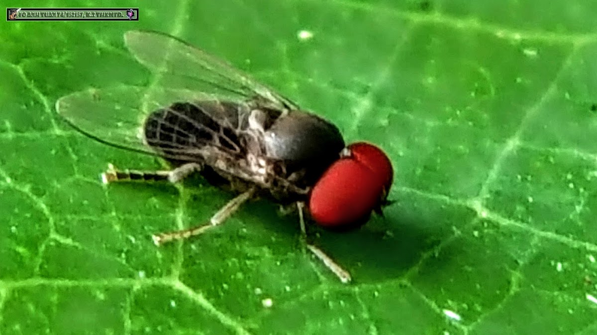 Flat-footed Fly