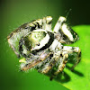 Jumping Spider