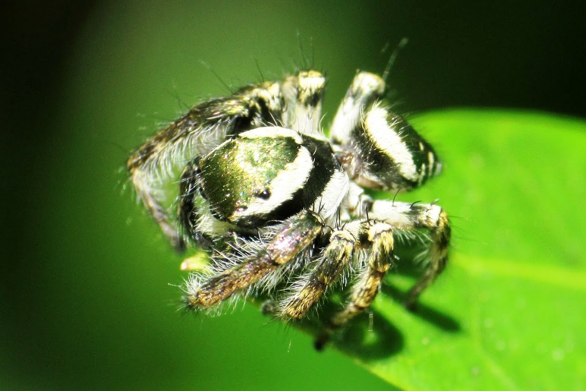 Jumping Spider