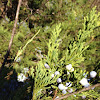 Eastern red cedar