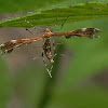 Himmelman's Plume Moth