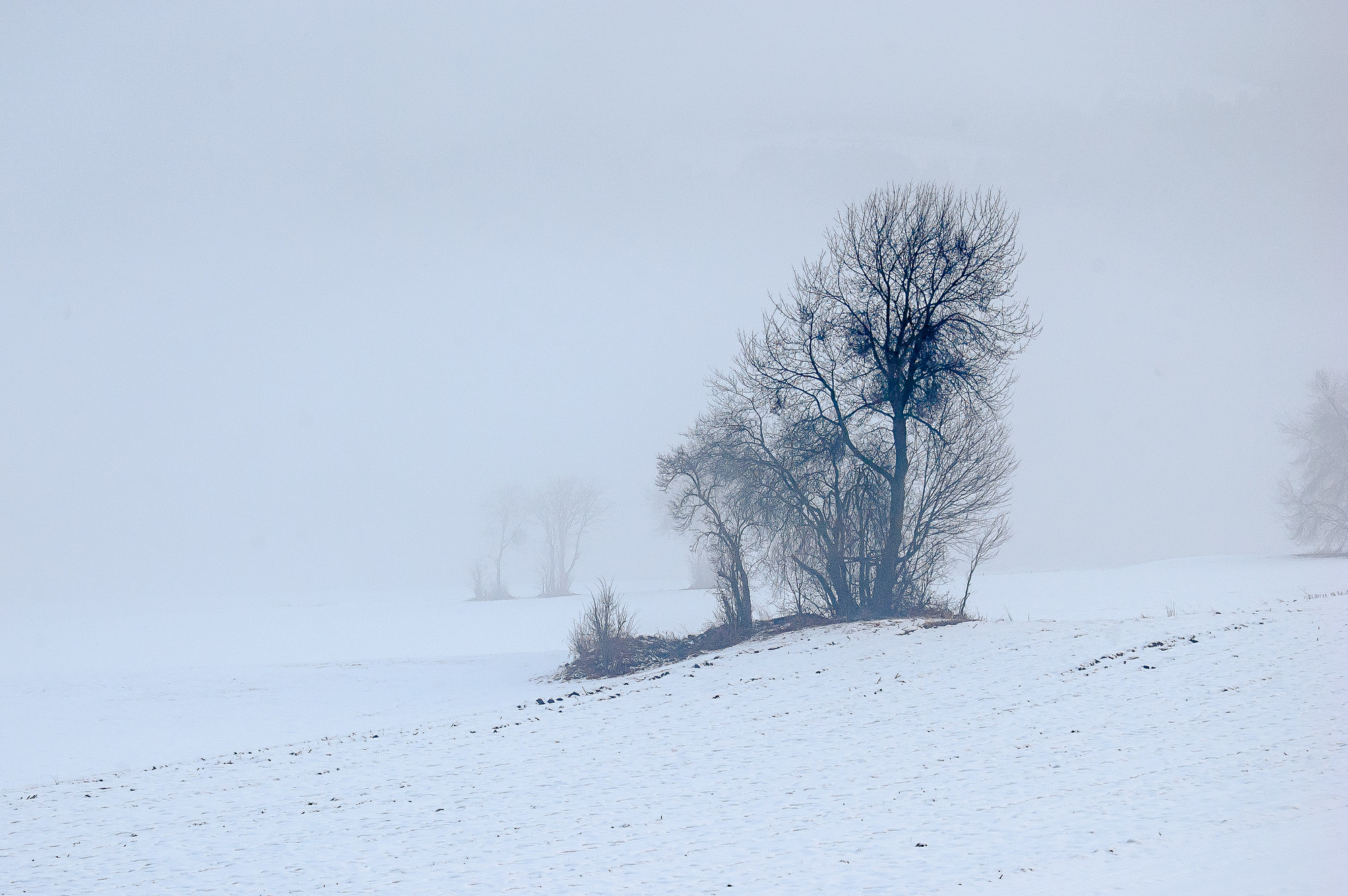 nel bianco di domenicolobinaphoto