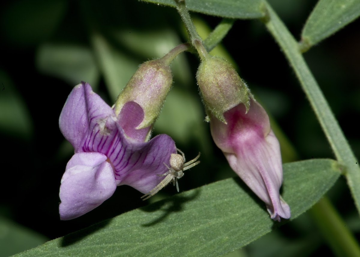 Crab, or Flower Spider