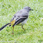 Grey Wagtail