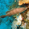 Snubnose Grouper