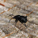 Weevil