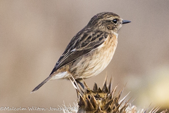 Stonechat