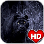 Black Panther Animal Wallpaper HD 9.0 Icon